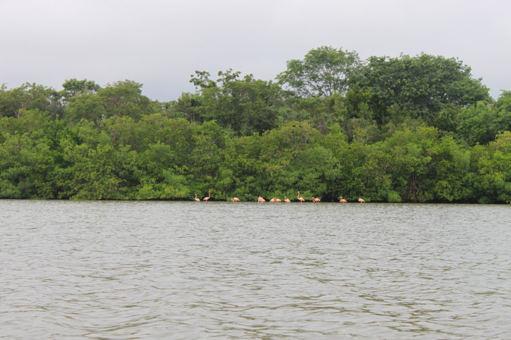 Laguna Guanaroca