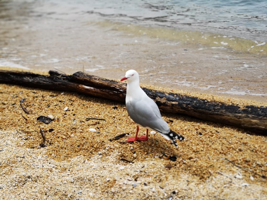 Abel Tasman National Park