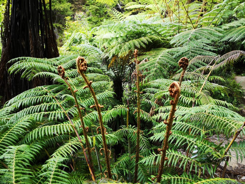 Abel Tasman National Park
